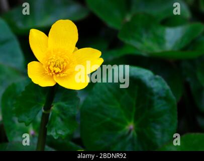 Eine einzige Marsch-Ringelblume, Caltha palustris, im Frühjahr durch einen englischen Gartenteich. Stockfoto
