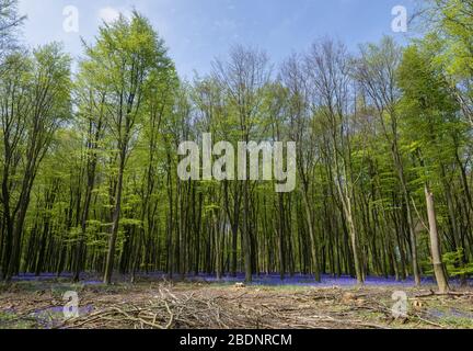 Bluebells wächst unter den Silberbirken in Micheldever Wood, Hampshire, England, Großbritannien Stockfoto