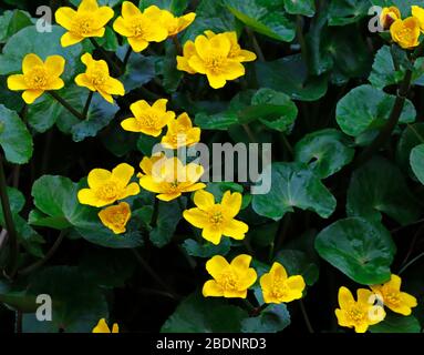 Eine Gruppe von Marsch-Ringelblumen, Caltha palustris, im Frühjahr durch einen englischen Gartenteich. Stockfoto