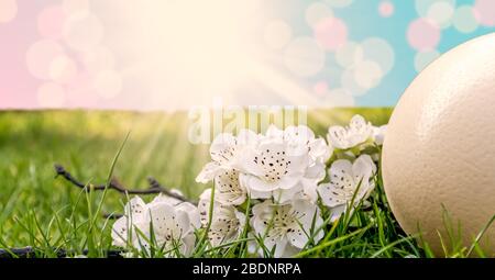 Osterei und Frühlingsblumen im Gartengras. Stockfoto
