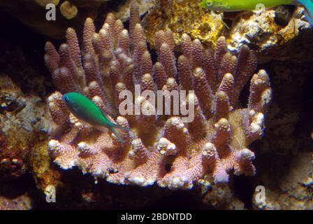 Steinkorallen (Acropora millepora) Stockfoto