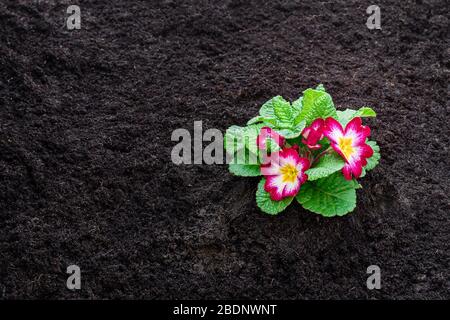 Bunte Primeln Blumen auf den Boden. Bereit für Pflanzen Stockfoto