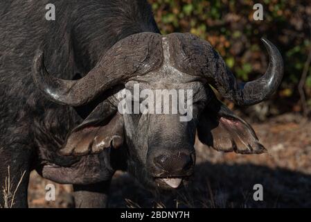 Ein Büffelbulle mit leicht ausgestreckter Zunge, die die Form zeigt Stockfoto