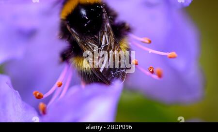 Biene auf einer Azalia Blume Stockfoto