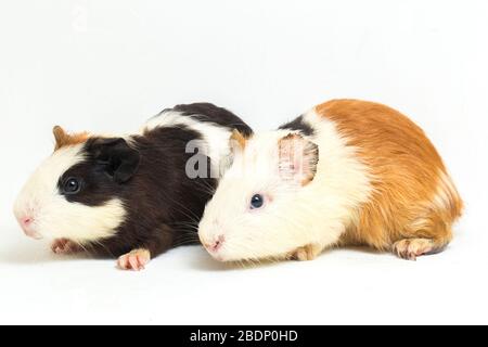 Zwei Paar Meerschweinchen isoliert auf weißem Hintergrund Stockfoto