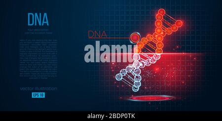 Abstrakte Silhouette der polygonalen dna. Scannen, erforschen und diagnostizieren der menschlichen dna, niedrige Poly, Drahtmodellvektor. Stock Vektor