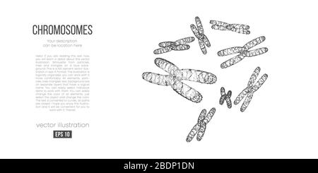 Abstrakte Silhouette der Polygonalchromosomen auf weißem Hintergrund. Scannen, erforschen, untersuchen der menschlichen Chromosomen Stock Vektor