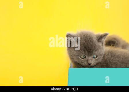 Das kleine schottische Kätzchen sitzt in einer blauen Schachtel auf gelbem Hintergrund. Tiermodelle. Kätzchen. Grußkarte Katze. Platz für Text. Niedliche Tiere. Stockfoto