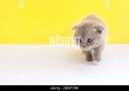 Kleines graues Faltenkätzchen auf gelbem Hintergrund. Tiermodelle. Kätzchen. Grußkarte Katze. Platz für Text. Niedliche Tiere. Banner. Stockfoto
