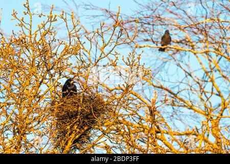 Ein Rook (Corvus frugilegus) sitzt in einem Nest, bekannt als eine Saatkrähenkolonie an einem Frühlingsabend. Devon, Großbritannien. Stockfoto