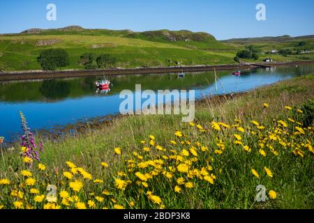 Drei kommerzielle Fischereifahrzeuge, die in einem von gelben Ringelblumen umgebenen Kanal verankert sind, spiegeln sich an wolkenlosem Sommertag im Wasser Stockfoto
