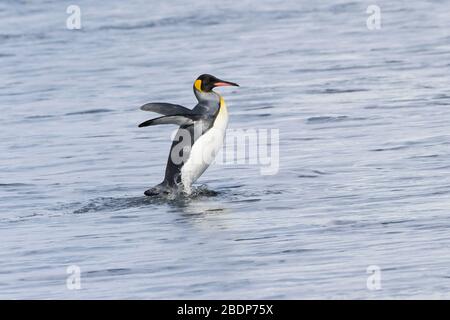 King Penguin (Aptenodytes patagonicus), der aus dem Wasser kommt, Salisbury Plain, South Georgia Island, Antarktis Stockfoto