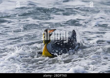 King Penguin (Aptenodytes patagonicus), der aus dem Wasser kommt, Salisbury Plain, South Georgia Island, Antarktis Stockfoto