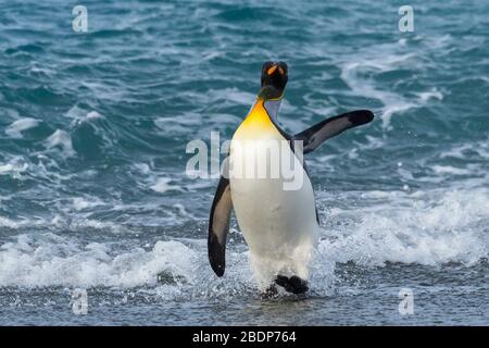 King Penguin (Aptenodytes patagonicus), der aus dem Wasser kommt, Salisbury Plain, South Georgia Island, Antarktis Stockfoto