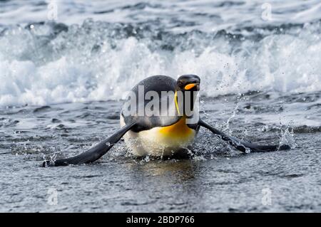 King Penguin (Aptenodytes patagonicus), der aus dem Wasser kommt, Salisbury Plain, South Georgia Island, Antarktis Stockfoto