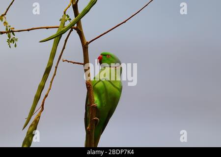 Rosenringelsittich, der in der Sommersaison auf einem Zweig des Trommelstockbaums lauschelt, Vogelbeobachtung Stockfoto