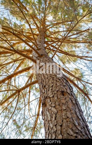 Ein Low-Angle-Shot-Bild der Textur einer Kiefernrinde mit ihren Ästen und Blättern (Pinus, Pinaceae) Stockfoto