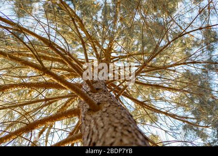 Ein Low-Angle-Shot-Bild der Textur einer Kiefernrinde mit ihren Ästen und Blättern (Pinus, Pinaceae) Stockfoto