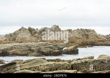 Das felsige Ufer und die Küstenlinie und die Landschaft am Point Kean Kaikoura Neuseeland zeigen die Falten in den Felsformationen. Stockfoto