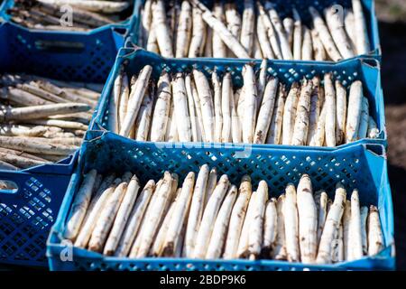 07. April 2020, Mecklenburg-Vorpommern, Wöbbelin: Frischer Spargel, der von Erntehelfern aus Osteuropa geerntet wird, liegt in Transportkästen auf einem Feld. Die ersten Speere werden auf dem Denissenhof bei Ludwigslust geerntet. Zu Beginn der Spargelsaison waren die Bauern in Mecklenburg-Vorpommern von der Lockerung des Einreiseverbots für die Erntearbeiter erleichtert. Nach Angaben des Landwirtschaftsministeriums sind im Nordosten jedes Jahr knapp 8000 ausländische Saison- und Festangestellte beschäftigt, davon etwa 5.800 in der landwirtschaftlichen Produktion. Foto: Jens Büttner / dpa-Zentralbil Stockfoto