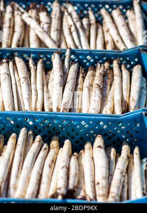 07. April 2020, Mecklenburg-Vorpommern, Wöbbelin: Frischer Spargel, der von Erntehelfern aus Osteuropa geerntet wird, liegt in Transportkästen auf einem Feld. Die ersten Triebe werden auf dem Denissenhof bei Ludwigslust geerntet. Zu Beginn der Spargelsaison waren die Bauern in Mecklenburg-Vorpommern von der Lockerung des Einreiseverbots für die Erntearbeiter erleichtert. Nach Angaben des Landwirtschaftsministeriums sind im Nordosten jedes Jahr knapp 8000 ausländische Saison- und Festangestellte beschäftigt, davon etwa 5.800 in der landwirtschaftlichen Produktion. Foto: Jens Büttner / dpa-Zentralbil Stockfoto