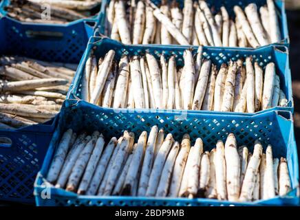 07. April 2020, Mecklenburg-Vorpommern, Wöbbelin: Frischer Spargel, der von Erntehelfern aus Osteuropa geerntet wird, liegt in Transportkästen auf einem Feld. Die ersten Speere werden auf dem Denissenhof bei Ludwigslust geerntet. Zu Beginn der Spargelsaison waren die Bauern in Mecklenburg-Vorpommern von der Lockerung des Einreiseverbots für die Erntearbeiter erleichtert. Nach Angaben des Landwirtschaftsministeriums sind im Nordosten jedes Jahr knapp 8000 ausländische Saison- und Festangestellte beschäftigt, davon etwa 5.800 in der landwirtschaftlichen Produktion. Foto: Jens Büttner / dpa-Zentralbil Stockfoto