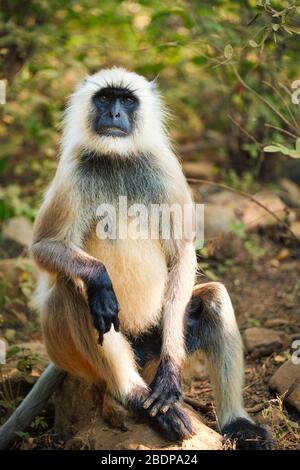 Inder Common Grey Langur oder Hanuman Langur Monkey Fressen im Ranthammore National Park, Rajasthan, Indien Stockfoto