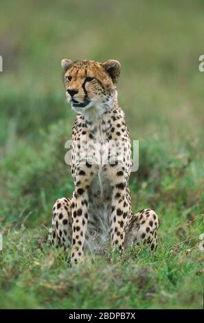 Gepard, Acinonyx jabitus, Serengeti, Tansania, Afrika, im Langgras sitzend, wachsam Stockfoto