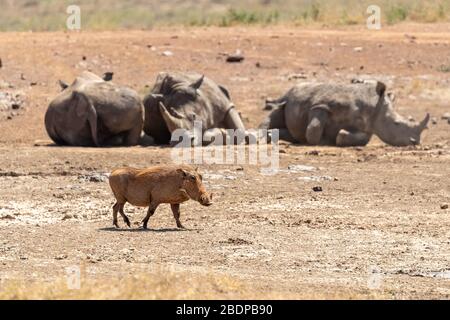 Alleinstehende weibliche Warzenschweine, Phacochoerus africanus, geht infrat von 3 schlafenden weißen Nashörnern, Ceratotherium simum, zu rach ein Wasserloch in Nairobi National Stockfoto