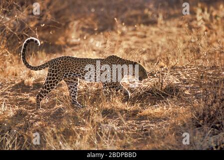 Leopard, Panthera pardus, Masai Mara, Kenia, Hintergrundbeleuchtung bei Sonnenschein Stockfoto