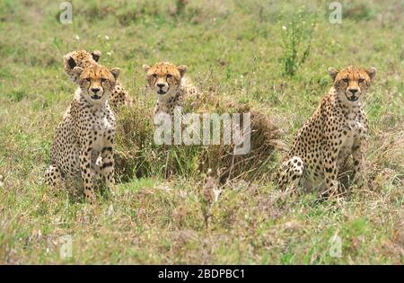 Gepard, Acinonyx jabitus, Serengeti, Tansania, Afrika, Familie zusammen, Stockfoto