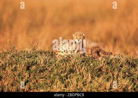 Gepard, Acinonyx jabitus, Masai Mara, Kenia, Afrika, Mutter mit jungen Quader Stockfoto