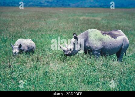 Schwarze Rhinozeros oder Hakenlippen-Nashörner, Diceros bicornis, weiblich mit jung, Kenia Afrika, vom Schutz der Roten Liste der Roten Daten der Roten Liste der Roten Daten der Weltnaturschutzliste bedrohte Stockfoto