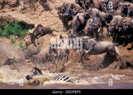 Ebenen oder Gemeine Zebra, Equus quagga, früher Equus burchellii, Wildebeeste oder GNU, Connochaetes taurinus, Fluss der Migration, Masai Mara, Stockfoto