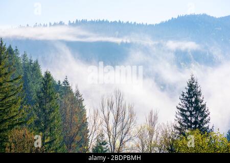 Berg bei einem nebeligen Sonnenaufgang. Fantastische Naturlandschaft mit Nebel rollt über den Bäumen in frischem Grün Laub in der Ferne. Schöne Landschaft l Stockfoto