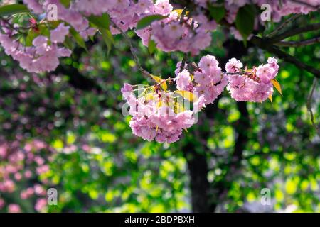 Pink Kirschblüte in der Nähe des Zweiges. Zart japanische Sakura-Saison. Wunderbarer Naturhintergrund Stockfoto