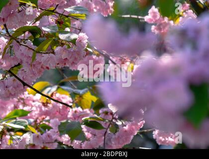 Pink Kirschblüte in der Nähe des Zweiges. Zart japanische Sakura-Saison. Wunderbarer Naturhintergrund Stockfoto
