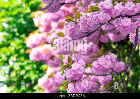 Pink Kirschblüte in der Nähe des Zweiges. Zart japanische Sakura-Saison. Wunderbarer Naturhintergrund Stockfoto