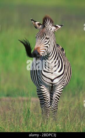 Ebenen oder Gemeine Zebra, Equus quagga, früher Equus burchellii, Simbabwe, Afrika Stockfoto