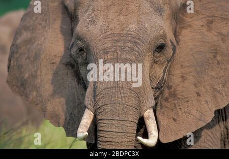 Afrikanischer Elefant, Loxodonta africana, Simbabwe, Afrika, Nahaufnahme von Gesicht, Porträt, Augen, Ohren, Tusken Stockfoto