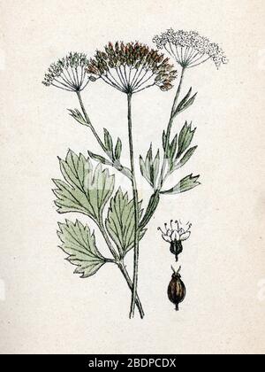 'Anis' (Pimpinella anisum) (Anis oder Anis) Planche de botanique tyree de 'Atlas Colorie des plantes medicinales' de Paul Hariot, 1900 (Botanischer Pl Stockfoto