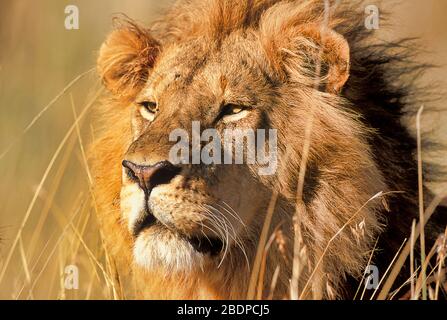 Lion, Panthera leo, Masai Mara, Kenia, Afrika, männliches Porträt, Gesicht, starrend, schauend Stockfoto