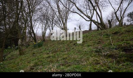 Ein Waldgebiet mit Baumstümpfen, Hazel, Kirsche, Narzissen, Moos, Gras. Frühjahrsreinigung und Aufräumen vor dem Sommerwachstum. 31/03/20 Stockfoto