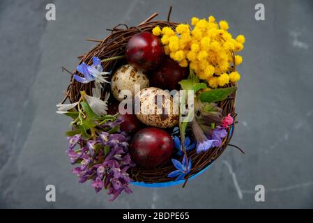 Eine blaue Glasschale mit farbigen Wachteleiern und Frühlingsblumen. Osterkomposition, Kopierraum für Text, Design. Stockfoto