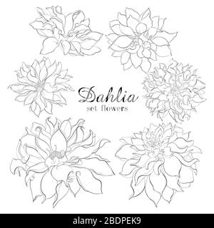 Bleistift Skizze Hand gezeichnet Set Dahlia Blumen. Skizzieren Vektor Blumen Illustration isoliert auf weißem Hintergrund Stock Vektor