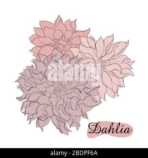 Bleistift Skizze Hand gezeichnet Set Dahlia Blumen. Skizzieren Vektor Blumen Illustration isoliert auf weißem Hintergrund Stock Vektor