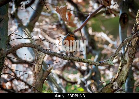 Ein Robin Gartenvogel in einer Hecke. Robin Redbrust. Stockfoto