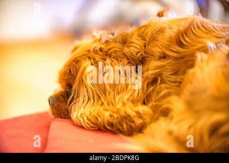 Cavalier King Charles Spaniel Hund schläft auf der Couch Stockfoto