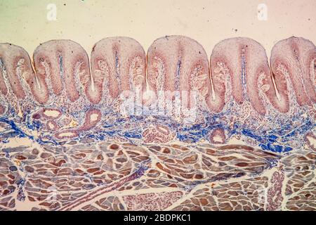 Zunge mit Geschmacksnerven Papilla über 100x Stockfoto