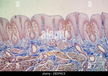Zunge mit Geschmacksnerven Papilla über 100x Stockfoto